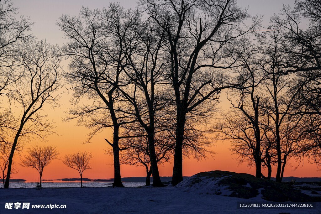 冬日黄昏下的萧瑟树林