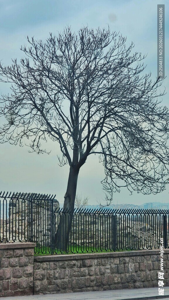 冬日孤树旁的古老石墙