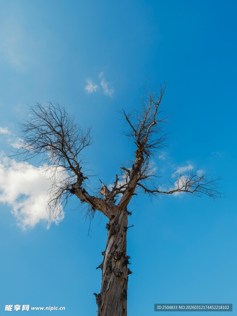 蓝天中的枯树孤影