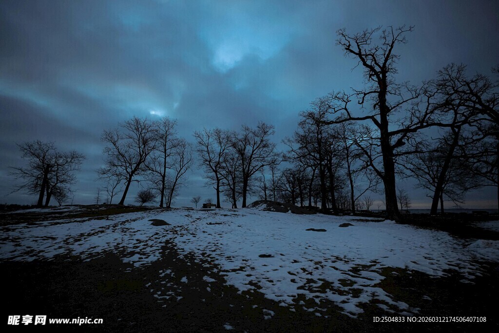 雪夜枯树林的静谧景象