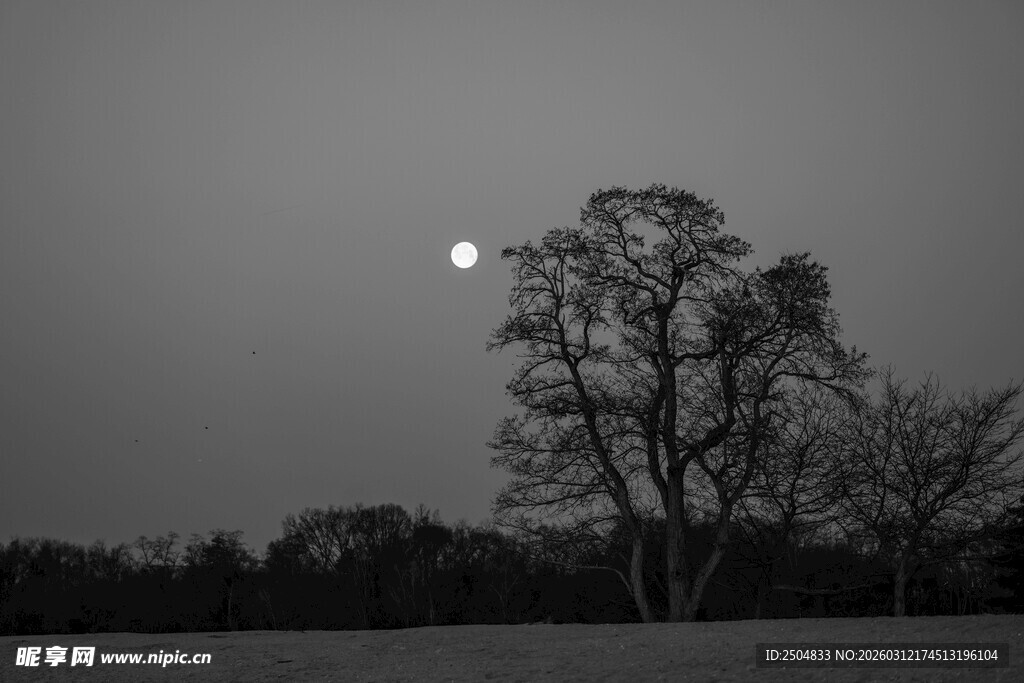 月夜下的孤树