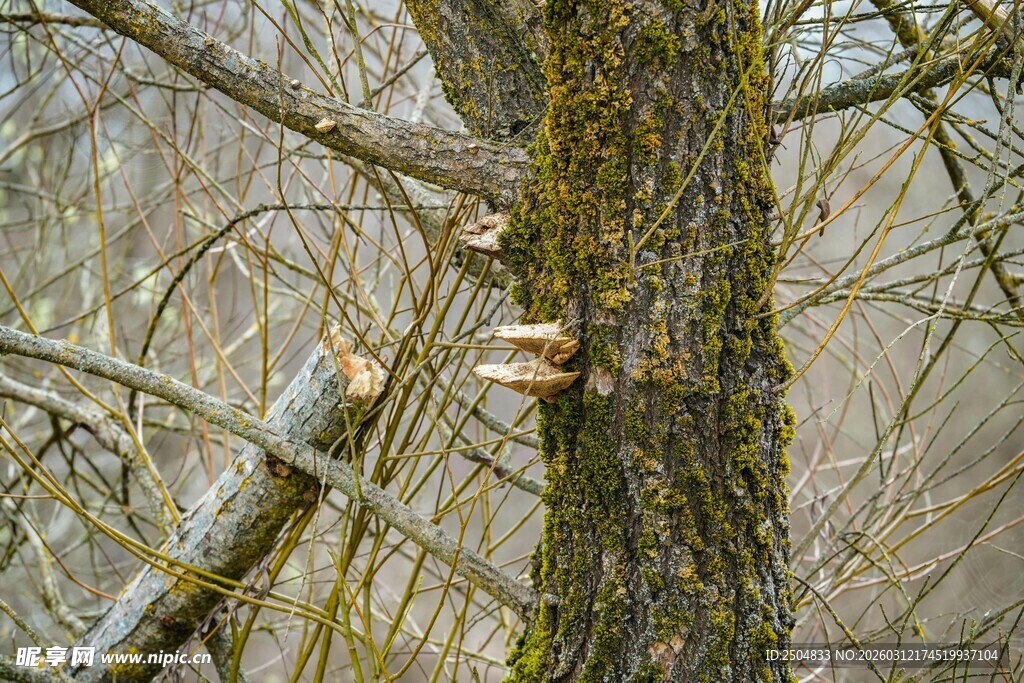 树干上生长的野生蘑菇