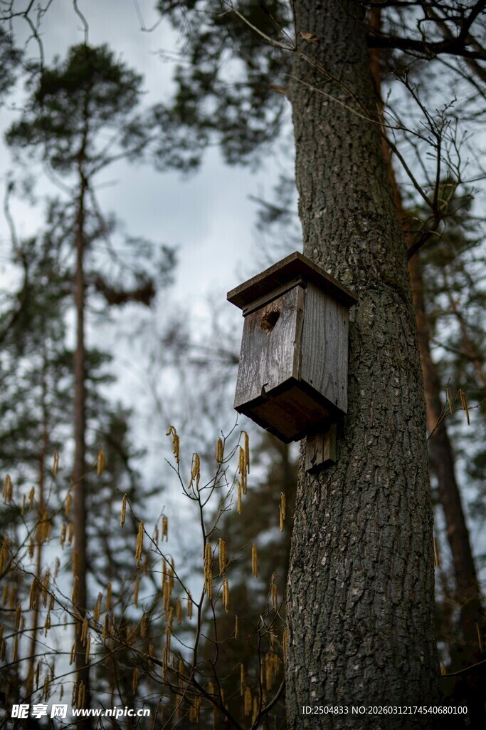 林间树上的精致鸟舍