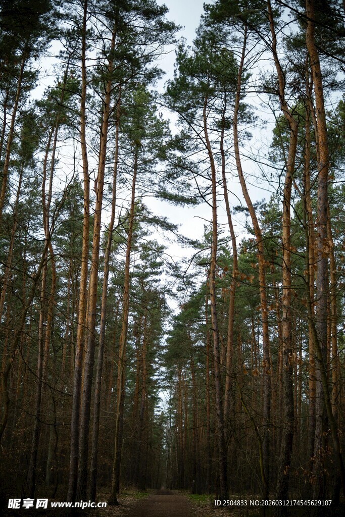 林间小道 静谧的松林景致
