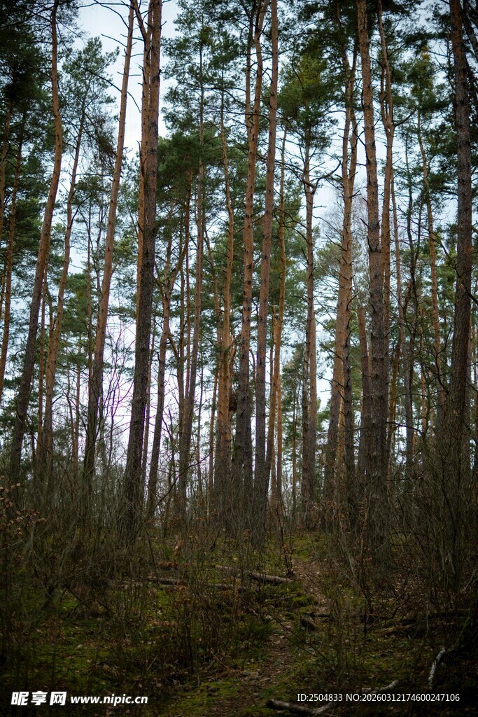茂密松林景观