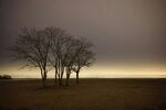 旷野孤树 暮色中的静谧景象