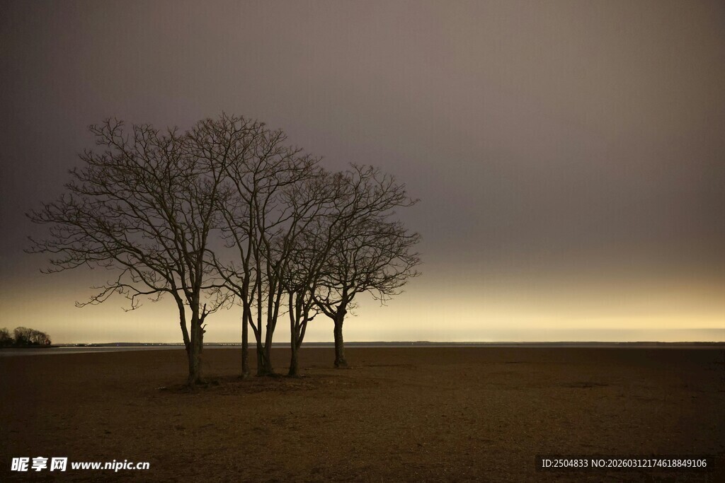 旷野孤树 暮色中的静谧景象