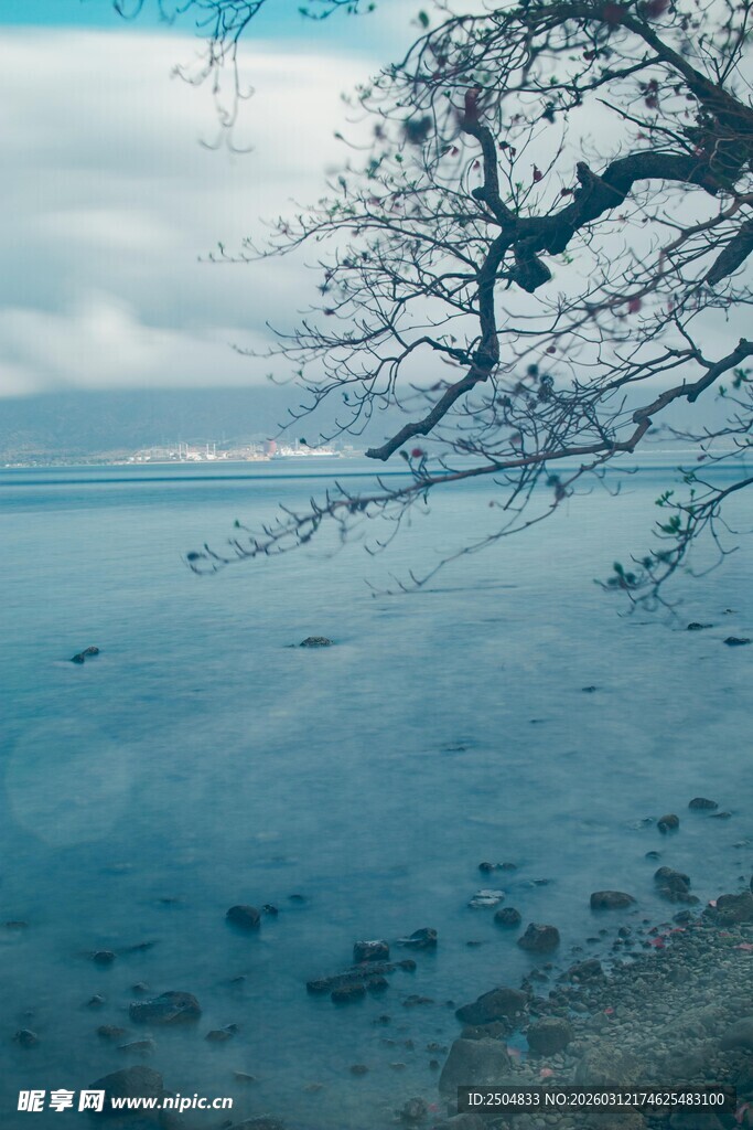 海边枯树与宁静海面