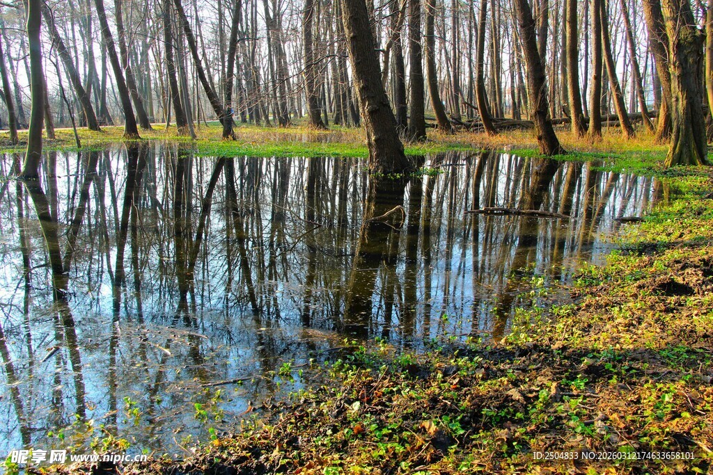 秋日水畔树林倒影美景