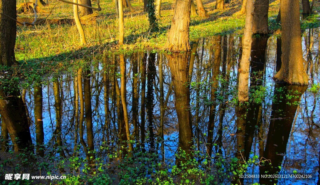 林间积水映树影