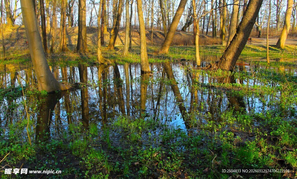 夕阳下的森林湿地景观