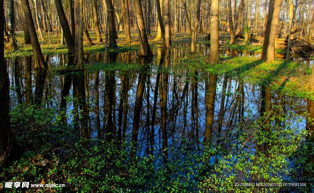 森林湿地中的光影美景