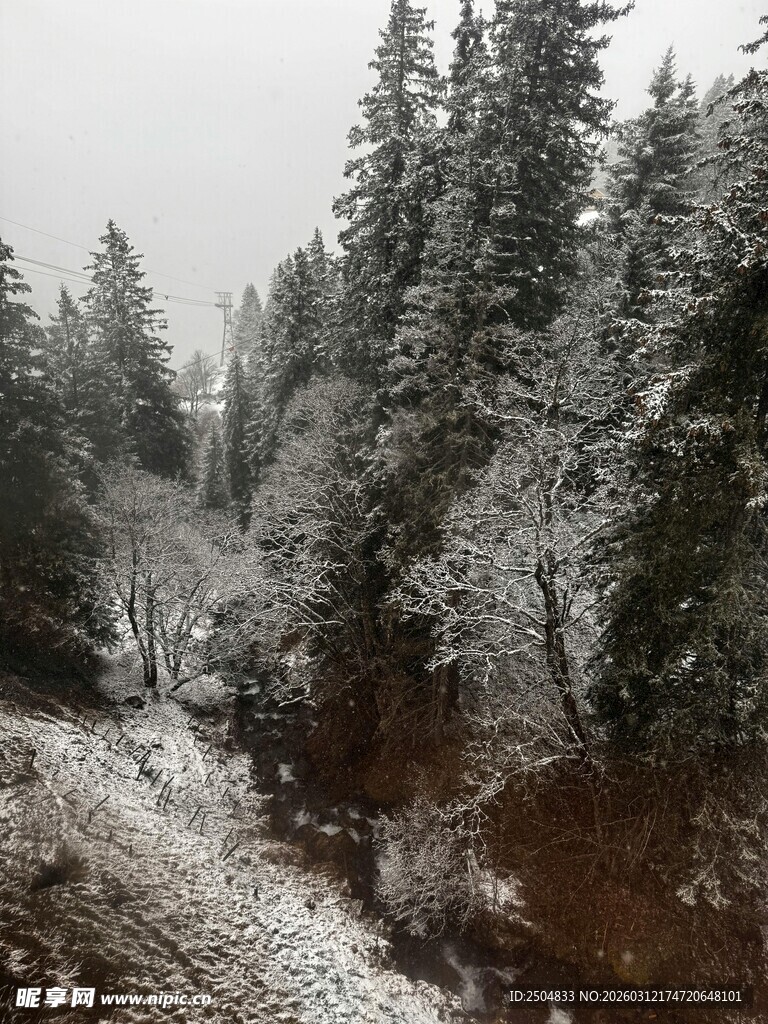 雪覆山林的静谧冬日景象