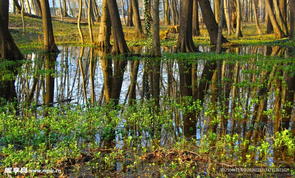 湿地倒影中的水生植物景观