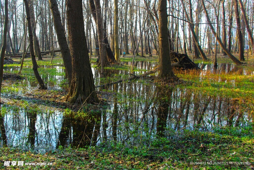 水浸森林中的静谧景象