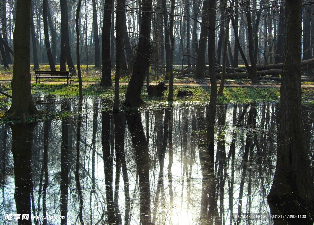 森林中的静谧积水景象