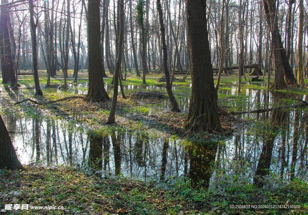 林间积水湿地的静谧景致