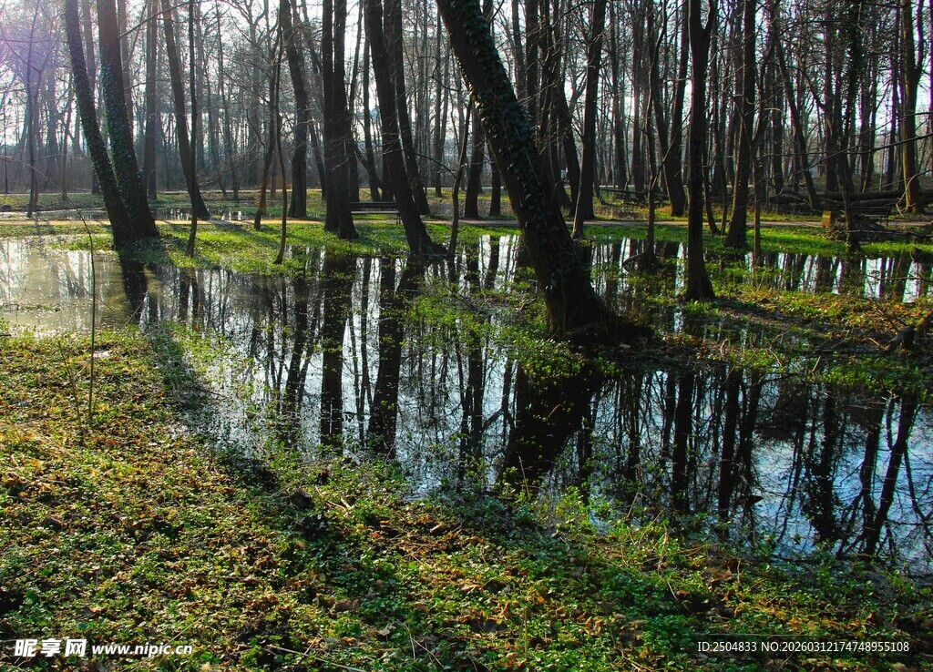 林间积水的静谧森林景象
