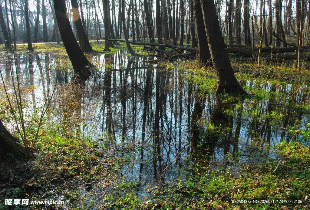 湿地森林景观 绿意盎然