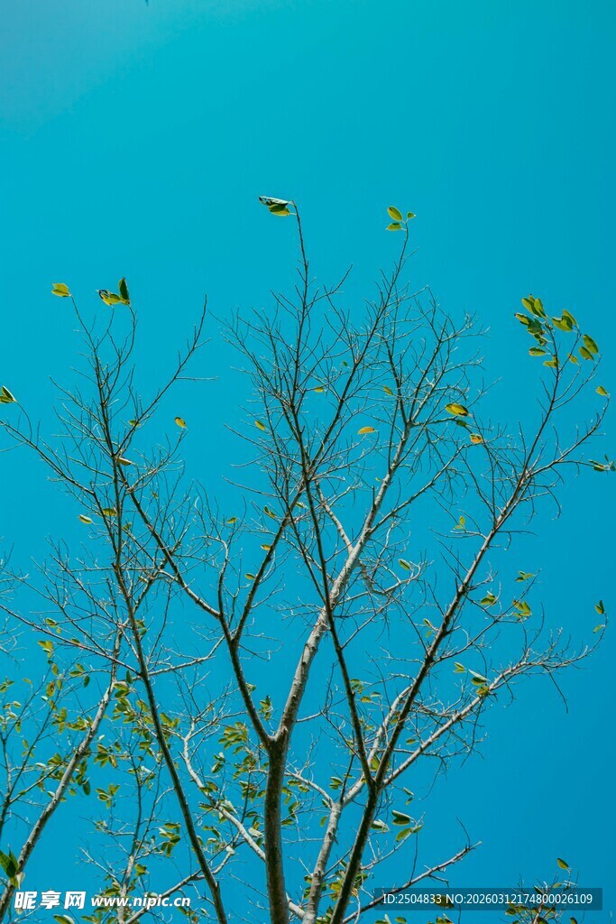 蓝天映衬下的光秃树枝