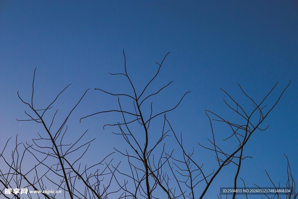 蓝天映衬下的光秃树枝