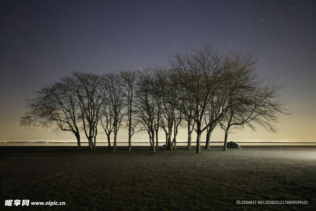夜幕下的孤独树木