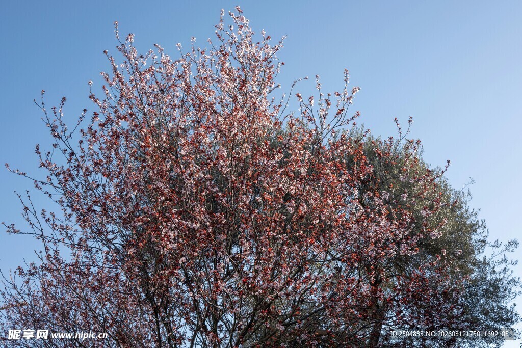 枝头绽粉花 蓝天映美景