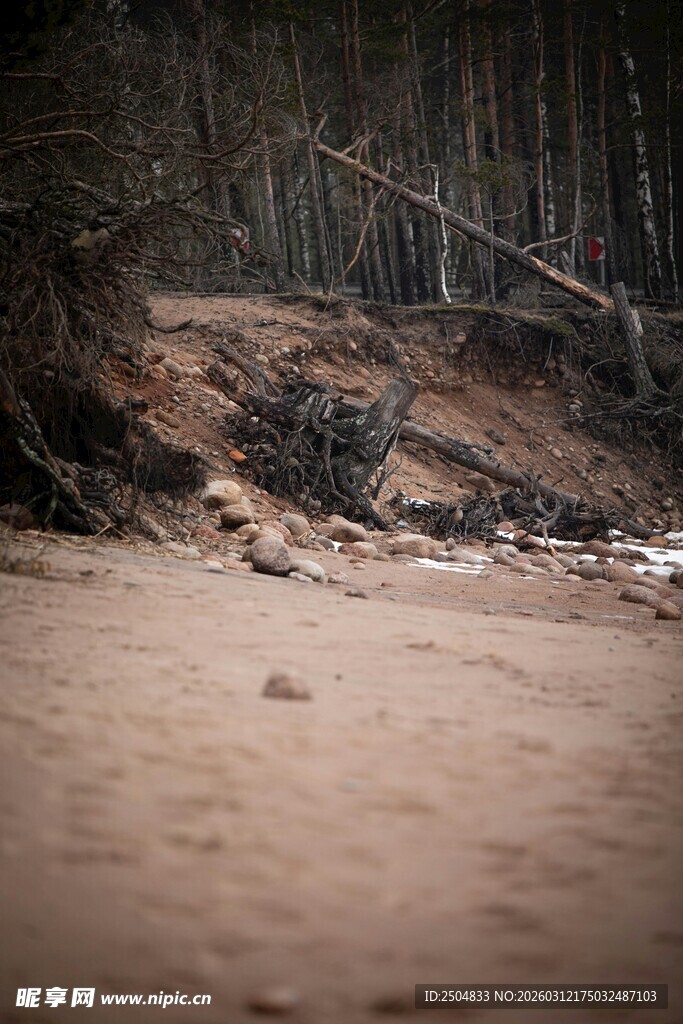 森林旁的沙地景观