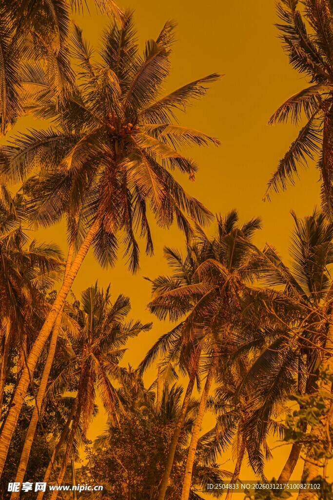 黄昏下的椰林美景