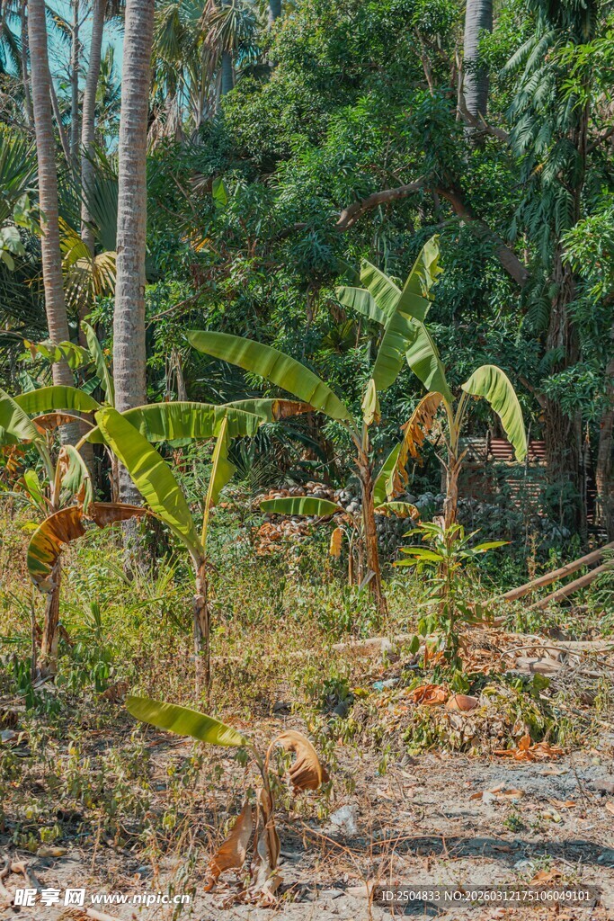 森林中的野生植物景观