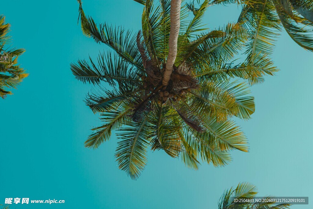 仰望蓝天中的棕榈树冠