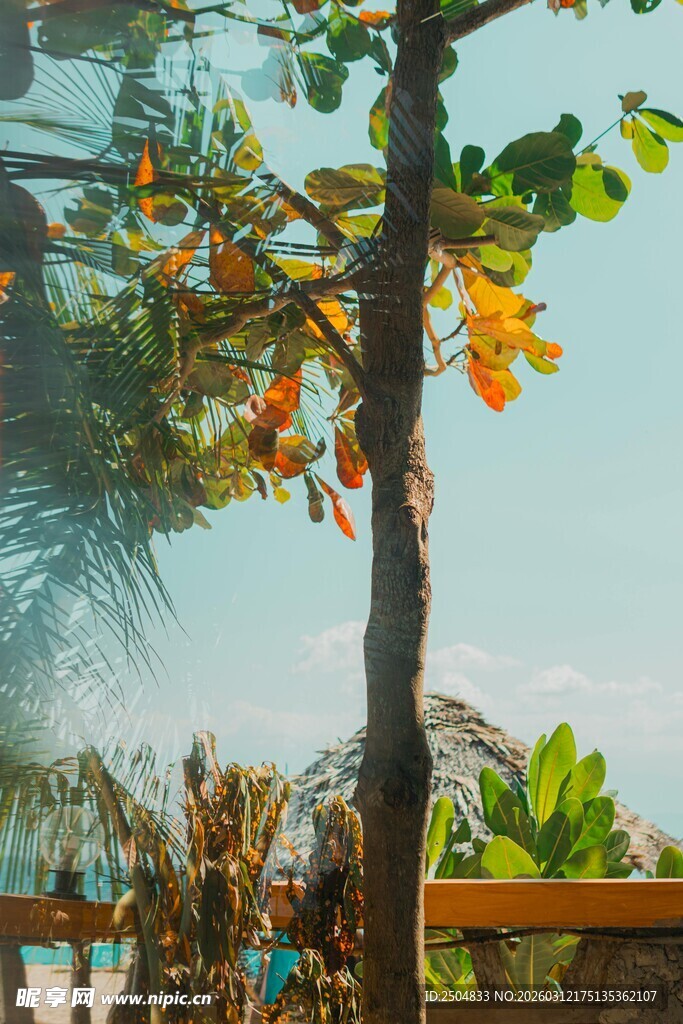 阳光下的绿植与木质围栏