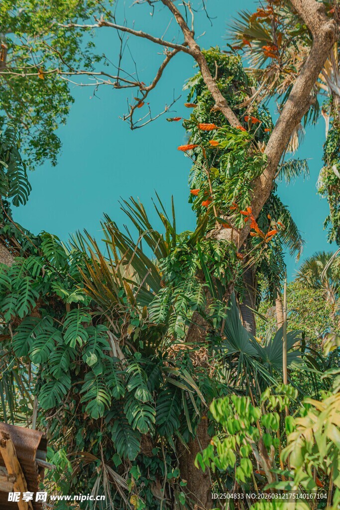 繁茂丛林中的蓝天一角