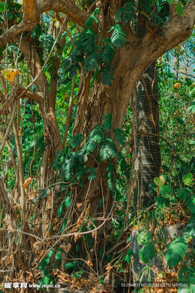 茂密丛林中的粗壮树干