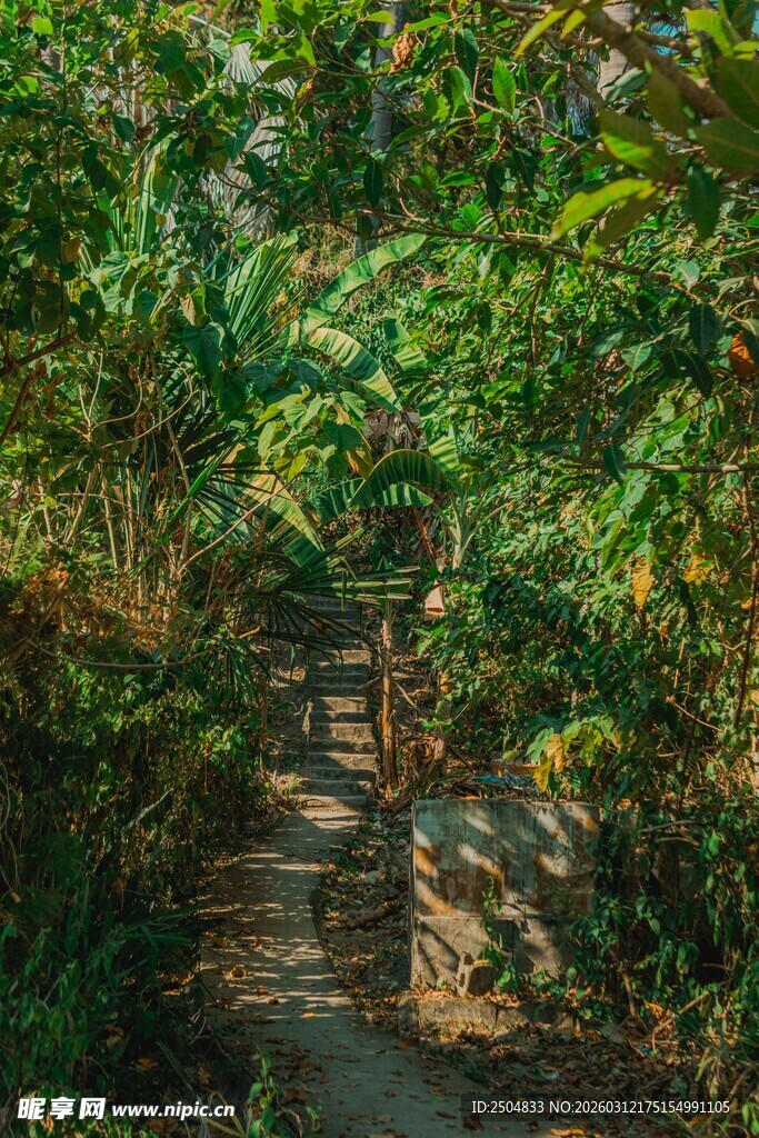 林间小径 绿意盎然