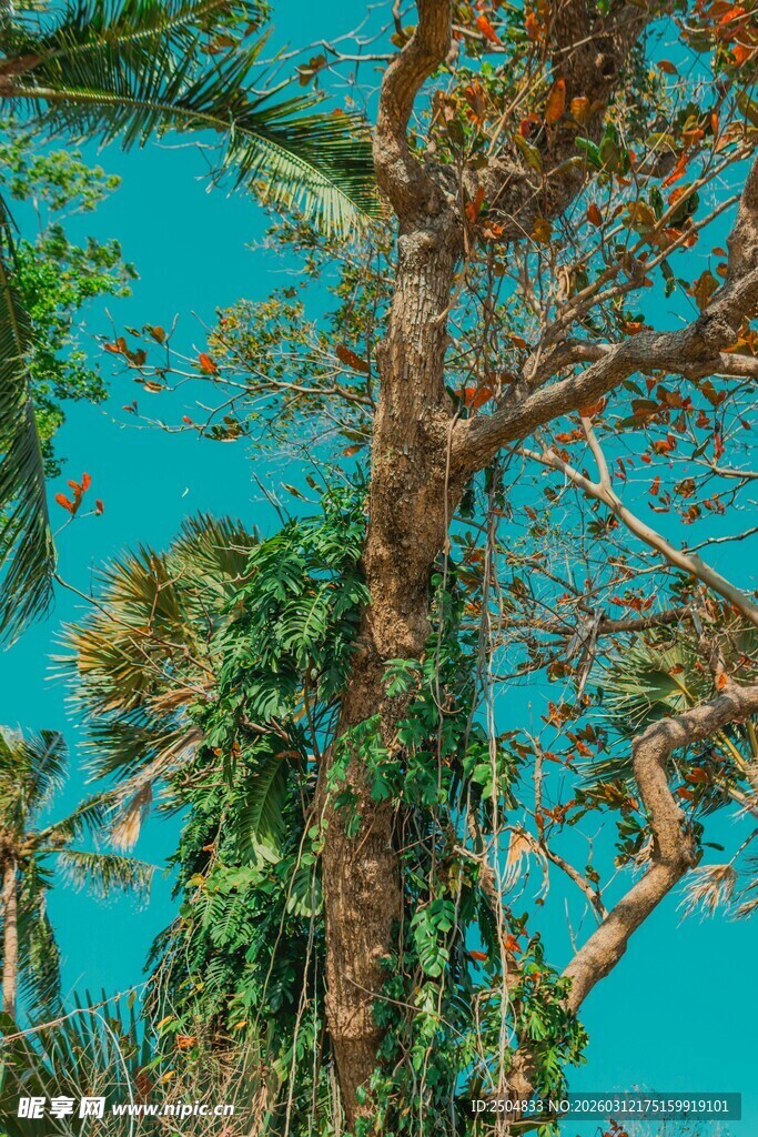 繁茂大树与蓝天相映成趣