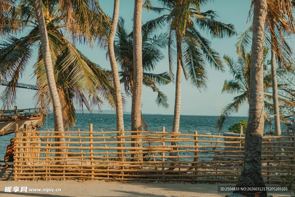 海边椰林风景