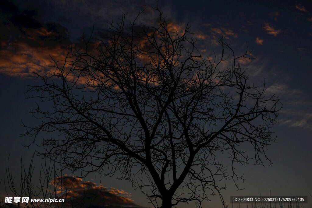 黄昏下的孤树剪影