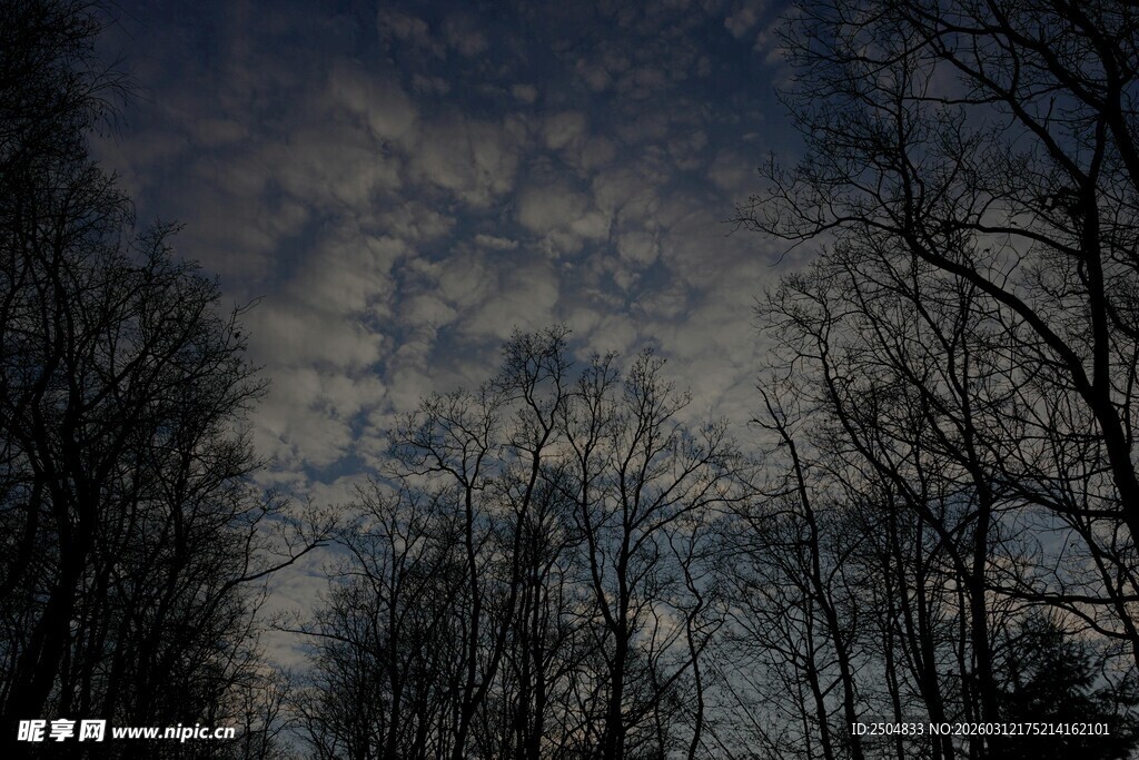 夜空下的树林美景