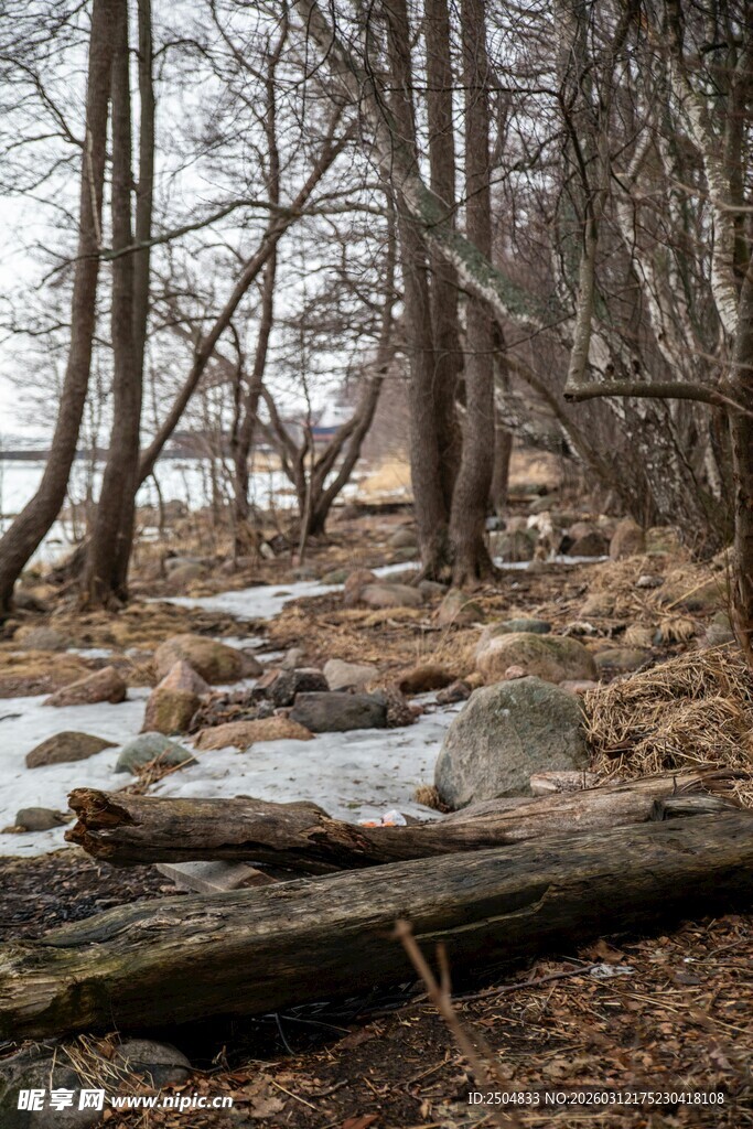 冬日森林溪流枯木景象