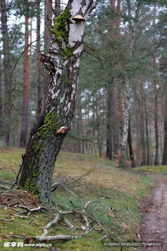 林间老树 静谧森林景致