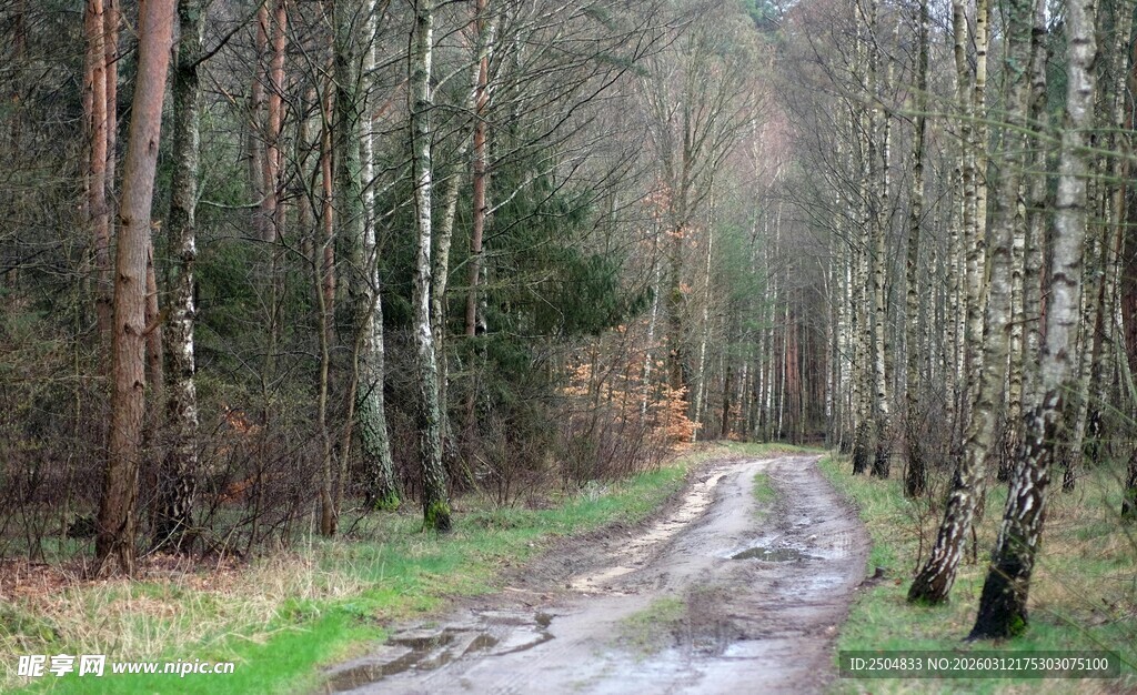 林间泥泞小路的静谧景象