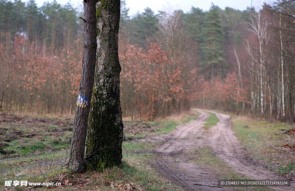 林间蜿蜒小路 自然景致