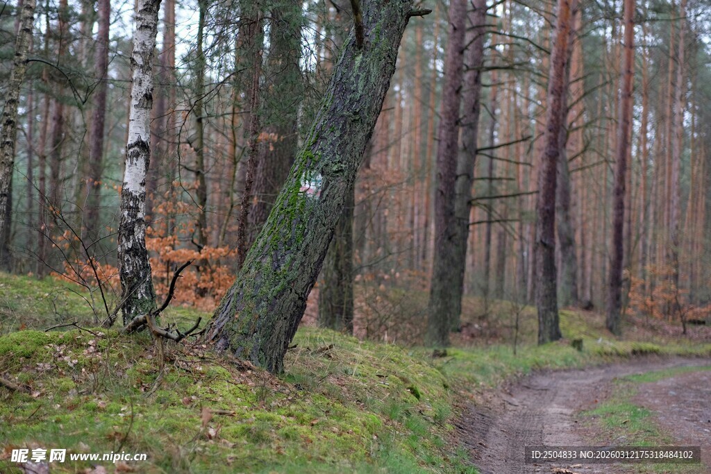 秋日林间蜿蜒小路