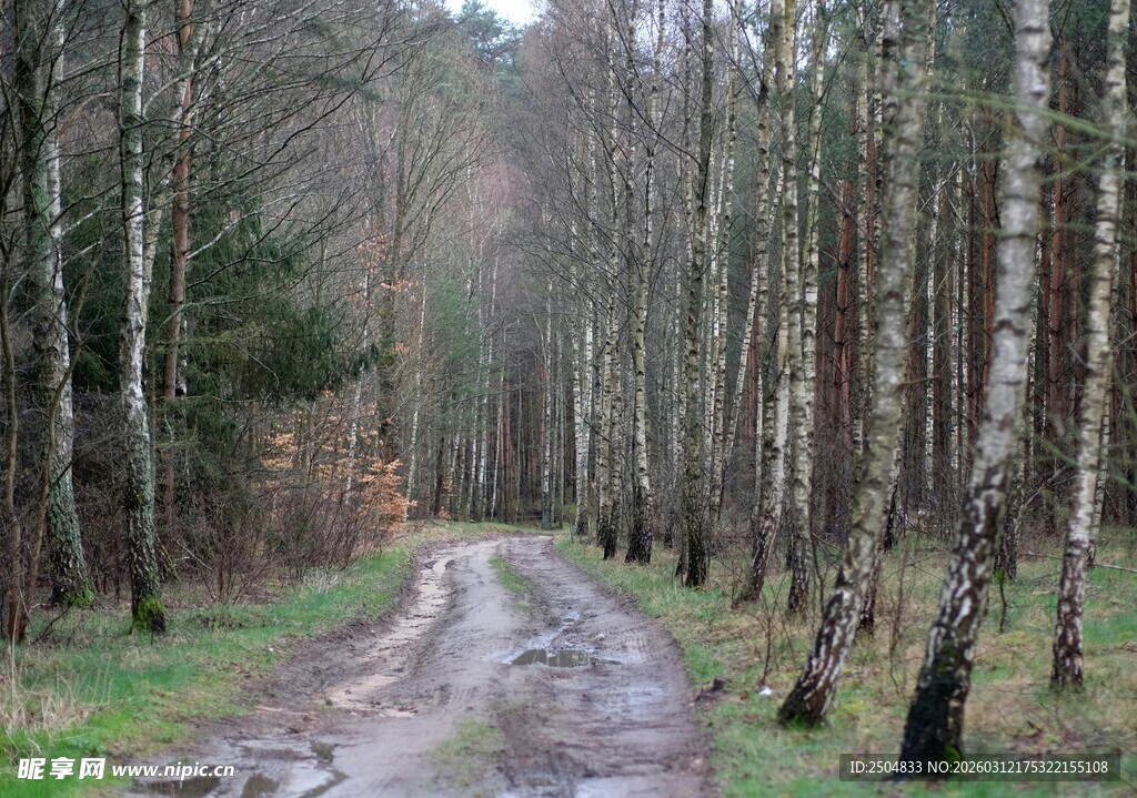 林间泥泞小道 静谧森林景