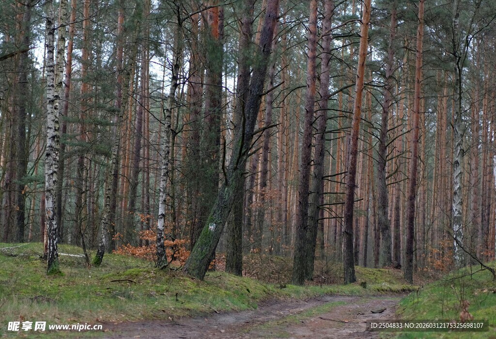 林间小道 静谧的松林风光