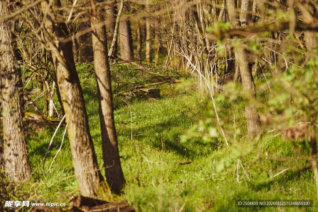 林间光影下的翠绿草地