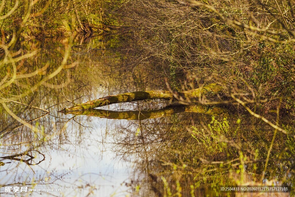 林间小溪映草木