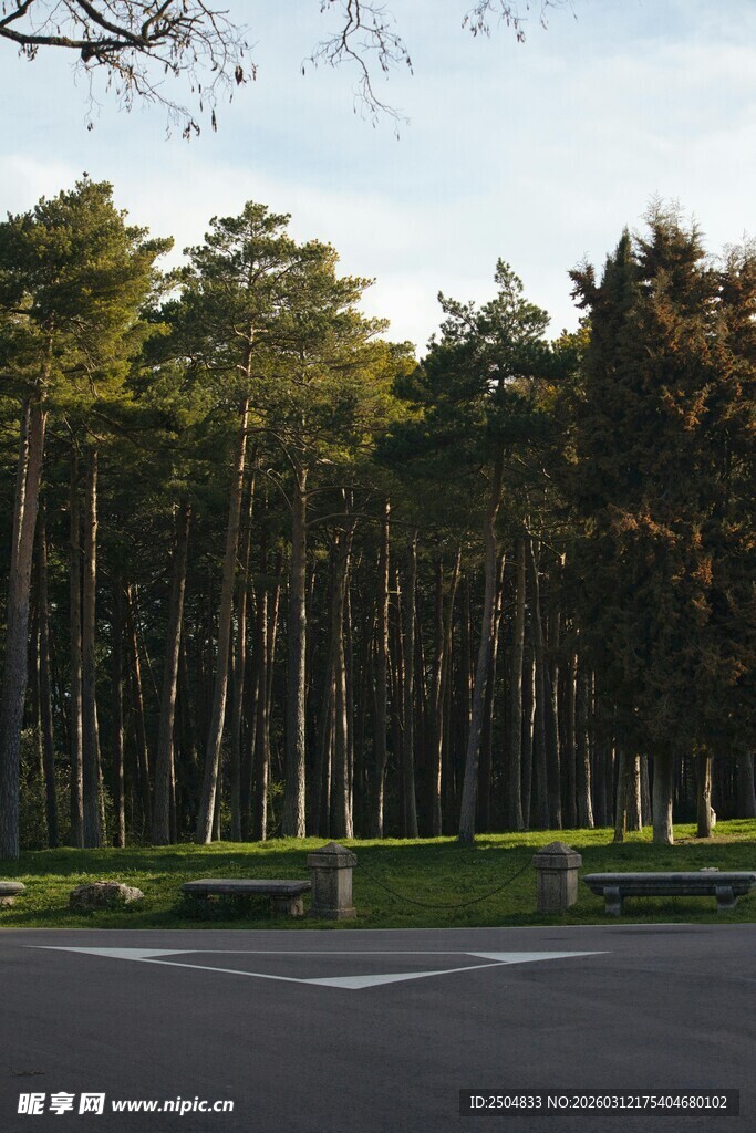 林间公路 绿意盎然的景致