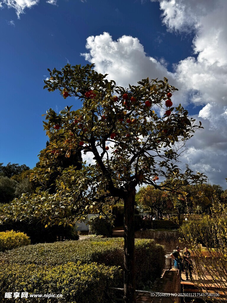 园林中枝叶繁茂的秀丽树木